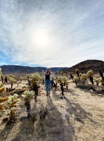 Cholla Cactus Garden at Joshua Tree National Park