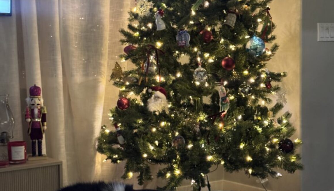 Tuxedo Cat by a Christmas tree. Creative christmas gift ideas