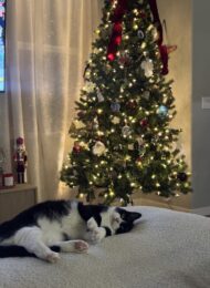 Tuxedo Cat by a Christmas tree. Creative christmas gift ideas