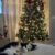 Tuxedo Cat by a Christmas tree. Creative christmas gift ideas